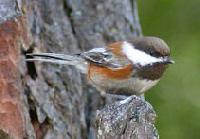 Chestnut-backed Chickadee